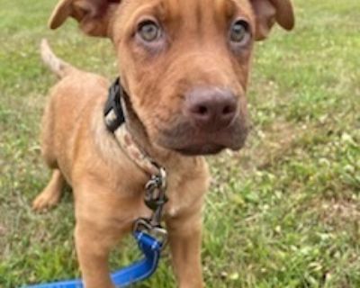 Buzz - Boxer & American Bully Mix Male Puppy for Adoption