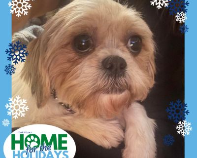 Come meet me and 100+ of my adoptable friends at Louie's Legacy Animal Rescue's MEGA adoption event, Home for the Holidays! Saturday, November 22nd, 2025 at Woodbridge High School in Woodbridge, NJ from 11am - 3pm! Meet Jade! Jade is a delicate little soul who's looking for a quiet, loving home where she can feel safe and cherished. At 5 years-old and 17 pounds, Jade is past the busy puppy stag...