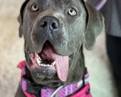 Madi - Cane Corso Female Dog for Adoption