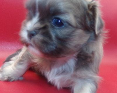 Tiny Imperial AKC Shih Tzu Puppies M-F