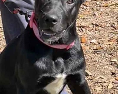 Jane Doe - Labrador Retriever/American Staffordshire Terrier Mix Female Dog for Adoption
