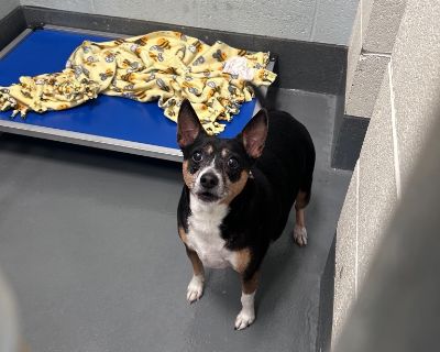 Health Vaccinations up to date, spayed / neutered.. Adult Male Medium