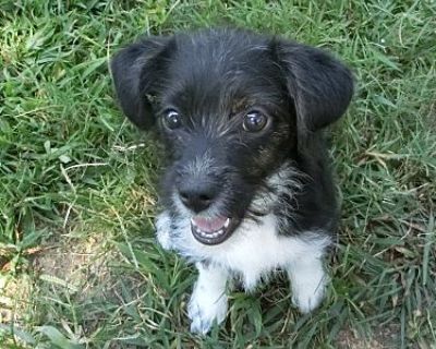 Cookie - Schnauzer (Miniature)/Jack Russell Terrier Mix Female Puppy for Adoption