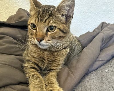 Boo Bear - Domestic Short Hair Mix Male Cat for Adoption