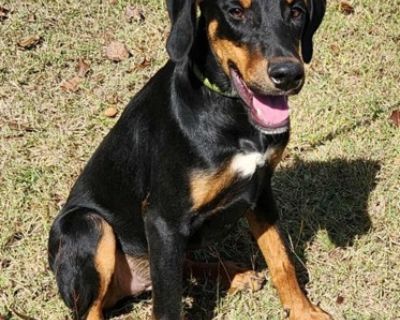 Health Spayed / neutered.. Young Male Medium