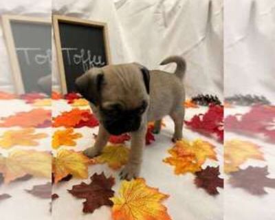 7 Weeks Old * Availability Date: 11/16/2025 * Shipping Area: Pick Up Only * Payment Method: Paypal, Cash *. This is a fun-loving bunch that is soon ready for their new home! Items Included: These pups have all been cleared by the vet and have a clean bill of health. They come with a health guarantee.