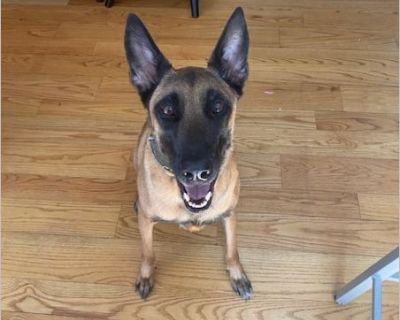 Ahsoka - Female Puppy Belgian Malinois for Adoption