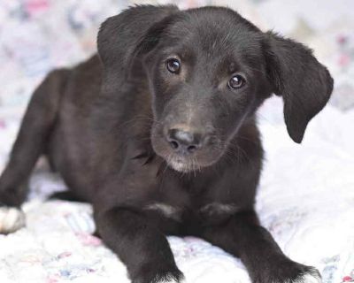 Molly loves mornings. She is definitely a morning girl. She wakes up and plays with her favorite toys, and she is patient when waiting for her breakfast. Molly is learning to sleep in her crate at night. She uses critical thinking skills, and it shows in her daily activities. She is very smart and is able to find solutions to things like food board puzzles. Molly loves to cuddle and as soon as ...