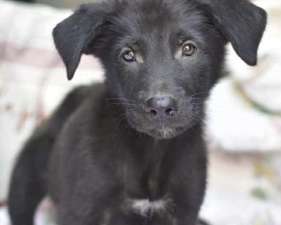 Dax loves to be cuddled. When he first sees you after a long day at work he cries until you give him his pets and love before he goes off to play and have fun with his siblings. Dax is the sweetest boy and knows what he wants..... Cuddles, Play, Supper, Nap. In that order and then repeat. If you love Dax and want to welcome him into your home please reach out.. Out-of-town pets are cared for by...