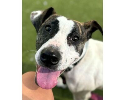 Ferb - American Pit Bull Terrier/Mixed Breed (Medium) Mix Male Dog for Adoption