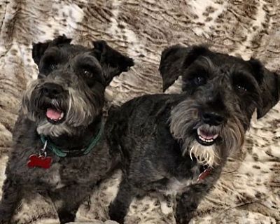 MOJO & SHADOW - Schnauzer (Miniature) Male Dog for Adoption