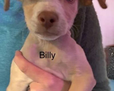 Meet Billy! Billy is a 6-week-old male pitbull terrier mix with a heart full of love and energy! This little guy is friendly, cuddly, and always eager to play. Billy is also a quick learner who s ready to start training in a structured, loving environment. He ll thrive with an active, engaged family who can provide plenty of exercise, attention, and affection. With his eager-to-please personali...