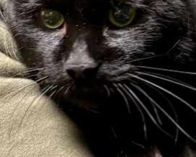 Spock - Domestic Shorthair Male Cat for Adoption