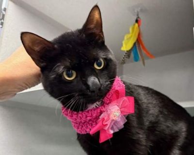 Geegee - Domestic Shorthair Male Cat for Adoption