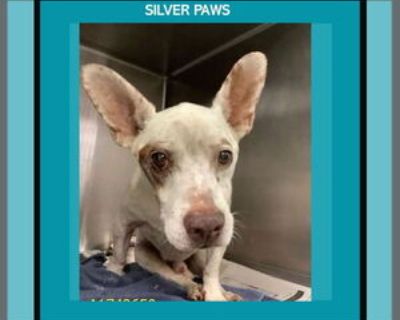 Senior * Location Royal Palm Beach, FL, 33421 USA USA *. Dog Breed: Chihuahua / Terrier / Mixed. {s1550code1114/} {s1550code1111/} {s1550code1113/} Behavioral Characteristics OK with Dogs: Yes OK with Cats: Yes Activity Level: Slightly Active Additional Information Was the Dog Found No