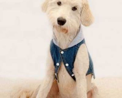 Bee - Poodle (Standard)/Labrador Retriever Mix Female Dog for Adoption