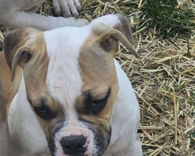ARGUS - American Bulldog Puppy For Sale in Pennsylvania