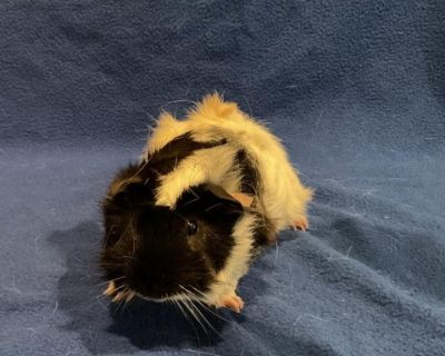 Chop (bonded with Felix) - Guinea Pig Male for Adoption