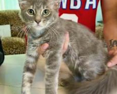 Griselda is a sweet and friendly girl with long hair who likes other cats. She likes to be picked up as you can see.. Good with kids Good with cats Shots current Spayed / Neutered Housetrained. Breed Domestic Longhair Color Gray or Blue (Mostly) Age 4 months old, Kitten Sex Female Pet ID ps_2545804-4443716 Hair Length long