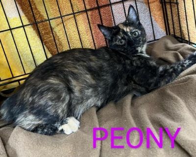 Peony - Domestic Short Hair Female Cat for Adoption