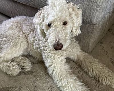 Triton - Poodle (Standard) Male Dog for Adoption