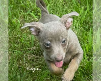 Fagin (MI) - Rat Terrier Male Adult Dog for Adoption