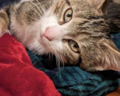 Child. Gray, blue or silver tabby. Hair: short. You can fill out an adoption application online on our official website. Meet Penelopie! Say hello to Penelopie, a gorgeous gray and white tabby kitten bursting with personality and kitten energy! This playful little girl is always on the go chasing toys, exploring every corner, and making friends wherever she goes. Penelopie is very social, outgo...