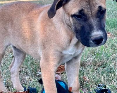 Thelma Lou - Black Mouth Cur Mix Female Puppy for Adoption