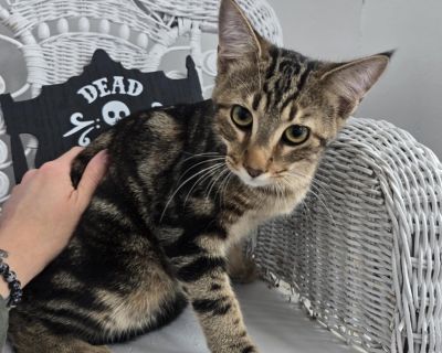 Alfalfa Sprouts - Domestic Short Hair Male Cat for Adoption