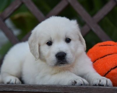 2 Male and 4 Female Golden Retriever Puppies for Sale