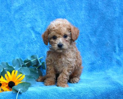 Wyatt - 12 Weeks Male Toy Poodle Puppy for Sale