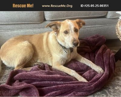 Daisy - Female Puppy Lab mix for Adoption