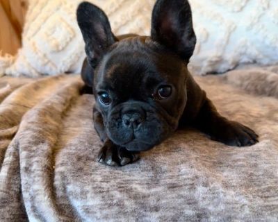 Craigslist pets french store bulldog