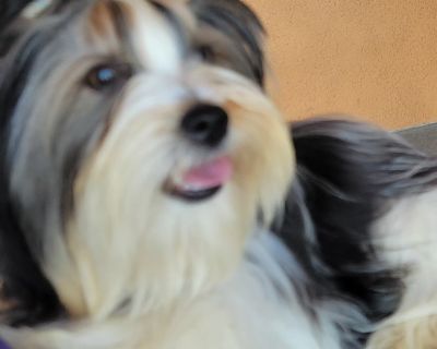 Patrick - Yorkshire Terrier Male Dog for Adoption