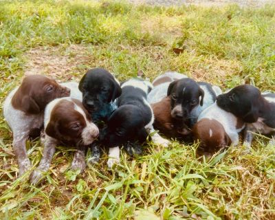 6 Male and 2 Female German Shorthaired Pointer Puppies for Sale