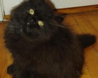 Butterflys - Persian Male Kitten For Sale