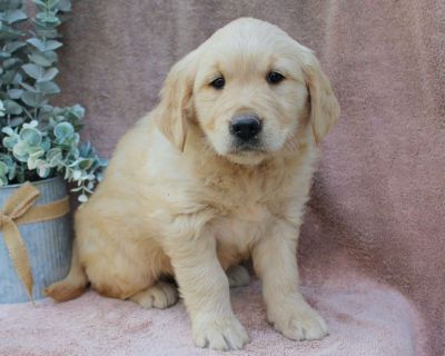 Carla - 7 Weeks Female Golden Retriever Puppy for Sale