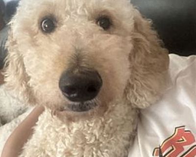 Cooper - Golden Retriever/Poodle (Standard) Mix Male Dog for Adoption