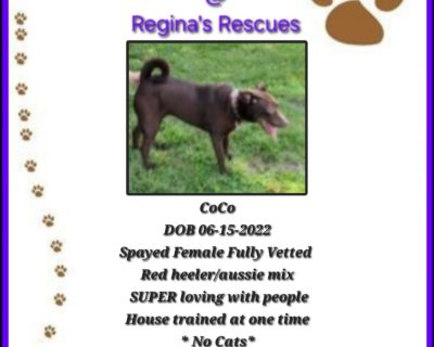 CoCo - Chocolate Labrador Retriever Female Dog for Adoption