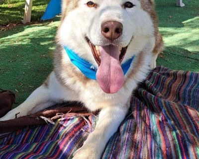 TERY - Siberian Husky Male Dog for Adoption