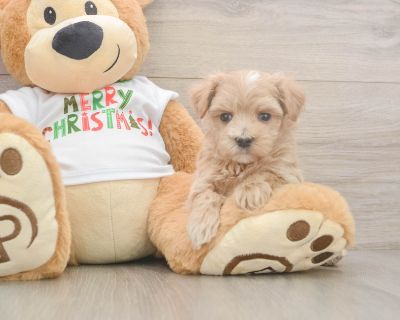 Meet Blossom, our 5-week old Doodle Female Maltipoo Puppy. She is 1lb 8oz @ 5.1 weeks and estimated to grow to 7-10 lbs. Maltipoos are Affectionate, Energetic. Age 5 weeks Birth Date 10/13/2025 Gender Female Current Weight 1lb 8oz @ 5.1 weeks Est Adult Weight 7-10 lbs Registry n/a Vaccinations Up-To-Date On All Shots Vet Inspection (inspected at 8 wks). Maltipoo Breed Info Meet the Maltipoo, a ...