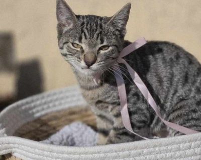 Marla - Domestic Shorthair Female Kitten for Adoption