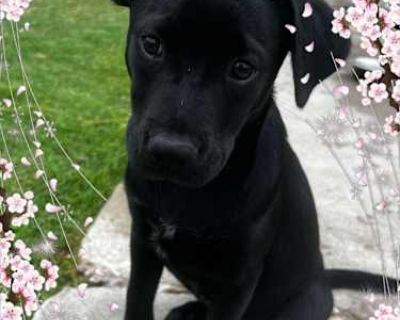 Pearl - Labrador Retriever Female Puppy for Adoption