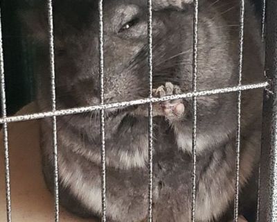 3 beautiful and sweet Chinchillas