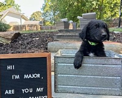 Major - Australian Shepherd/German Shepherd Dog Mix Male Puppy for Adoption