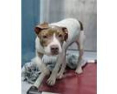 Adopt Nickel 477-23 a Pit Bull Terrier, Mixed Breed