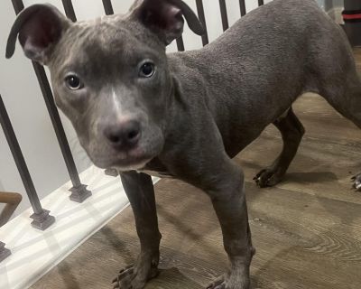 Gatsby - Pit Bull Terrier Mix Male Puppy for Adoption