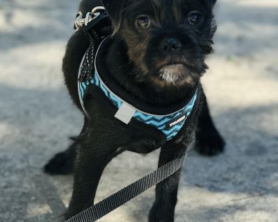 Meet Cricket! Cricket is a 12 week-old Pug-Yorkie mix with a personality as bright as his name! This sweet and spunky little pup loves to play with his brother and foster siblings, always buzzing with energy and joy. Friendly and social, Cricket is the life of the playgroup and never misses a chance for snuggles or fun. He s also working hard on his house and kennel training a quick learner who...