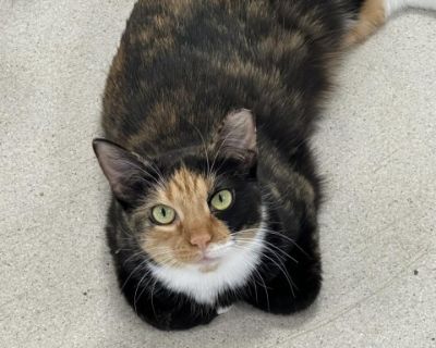 Chilli - Domestic Short Hair Female Cat for Adoption