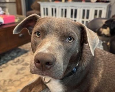 Meet Mandy: The Sweetest Pup You ll Ever Find! Mandy s story began with a rough start she was found abandoned in a field alongside her sister but her bright spirit and gentle heart quickly turned things around. Now about 11 months old, Mandy is the perfect mix of playful energy and tender affection. Mandy is a loving, gentle soul who has a natural way of making everyone feel special. Her balanc...